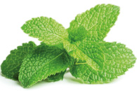 menthe-mojito-boisson-tartart-bar-nautilia-centre-aquatique